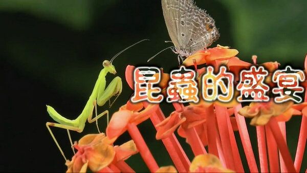 昆虫的盛宴粤语